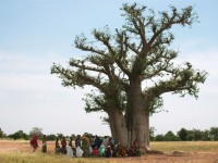 Meeting_under_a_baobab_tree